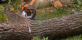 How Our Tree Care Process Works  in  Stanley, VA