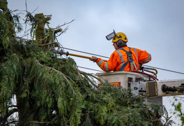 Stanley, VA Tree Care Company