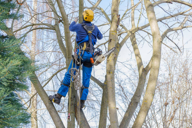 Best Aeration Services  in Stanley, VA