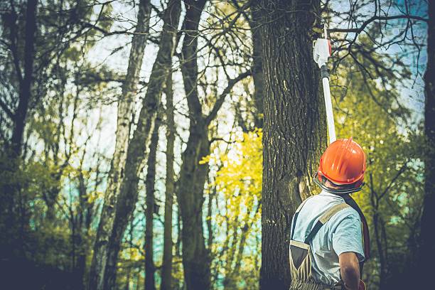 Best Tree and Shrub Care  in Stanley, VA